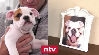 Paar aus Sachsen lässt verstorbenen Hund klonen | n-tv