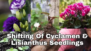 How to shift cyclamen & lisianthus seedlings and how to make soil mixture | Grow 'n' feel