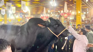 Boss Bull Win All Pakistan Heavyweight Bulls Competition Faisalabad 2024 #cattlemarket #cow_mandi