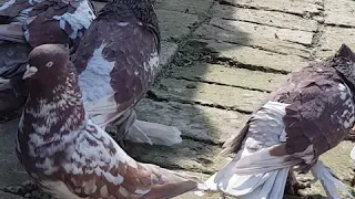 Андижон кабутарлари клуби Клуб Андижанские голуби Andijan pigeons الحمام انديجان