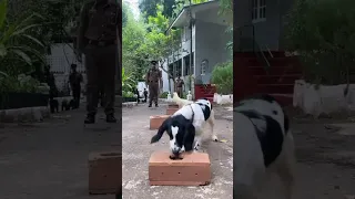 Sri Lanka Police canine training