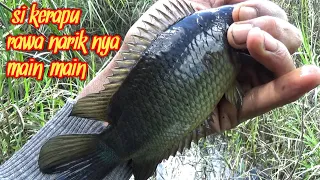 MANCING BETOK/ PAPUYU  BABON DI RAWA KALIMANTAN, MENGUNAKAN UMPAN ANDALAN