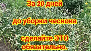 За 20 дней до уборки чеснока сделайте ЭТО обязательно