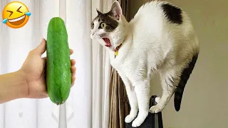 It's funny when the cats are scared by the cucumber in the background 😹