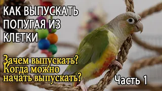 КАК ВЫПУСКАТЬ ПОПУГАЯ ИЗ КЛЕТКИ Часть 1