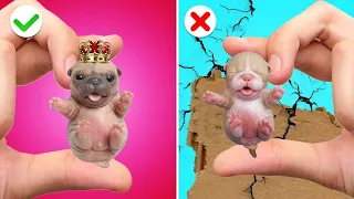 Donos de Pets Ricos VS Pobres! Acessórios E Truques Virais Para Pets Do TikTok! por Gotcha! Hacks