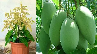 Creative Idea How to propagate Mango in a water bottle with chicken eggs