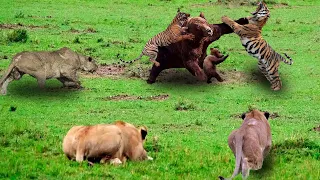 Poor Grizzly Bear! Tiger And Lion Attack Grizzly Bear Family In Their Territory__What Happens Next!?