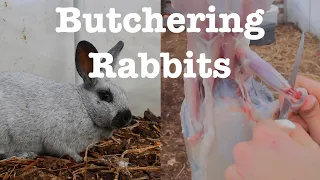 Butchering Rabbits: Complete How-to Guide