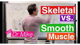 Smooth Muscle vs. Skeletal Muscle