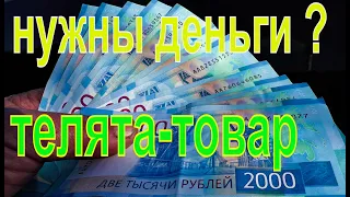 Почему #Бажениты продал телят ответ зрителю что ЗЦМ выгодно?