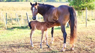 Newborn Foal Training-PLEASE DO THIS! (Imprinting Tutorial)