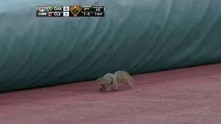 OAK@CLE: A squirrel makes its way onto the field