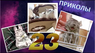 Лучшие приколы про ШИНШИЛЛ! Смешные ШИНШИЛЛЫ! Funny chinchillas❤#23