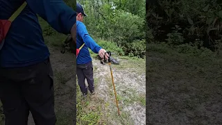 Couple Has Close Encounter With Hissing Alligator