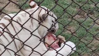 Biggest White Tiger in Zoo Ate the Animal to Bones