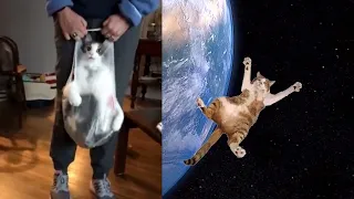 BEST DANK CAT MEMES COMPILATION OF 2020 Part 14 (From TikTok)