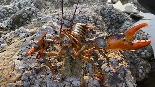 After low tide, Picking up shells and lobsters all the time, exhausted