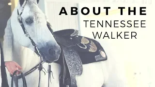 About The Tennessee Walker | Gaited Horse Breeds | DiscoverTheHorse