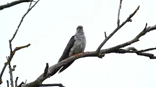 KUKAČKA KUKÁ - kukačka obecná (Cuculus canorus) - Common Cuckoo