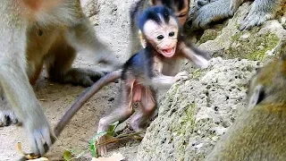 Terrify Newborn Delena So Frighten Big Monkey|Who Make Baby Scare Like This?