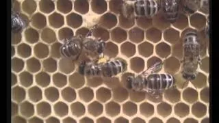 Пчелиные истории. Центрнаучфильм 1987 год.
