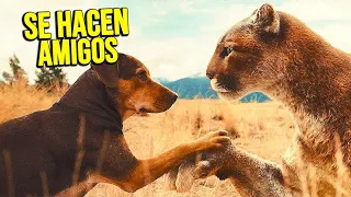 UNA PERRITA SALVA A UN GATITO, PERO CUANDO CRECE DESCUBRE QUE ES UN PUMA | Resumen en 10 Minutos