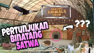 Pertunjukan binatang Taman Safari Indonesia | Various Animals Show