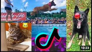 Pets Getting Scared Over Nothing - Funny Cat And Dog Videos tiktok compilations | CatDogHomePets