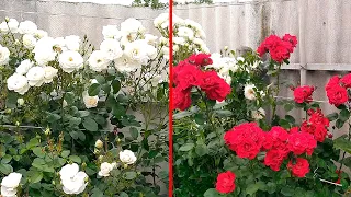 Обзор красивейших неприхотливых  устойчивых плетистых роз! Роза Айсберг и роза Дон Жуан