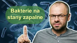 Te bakterie zwalczą stan zapalny w organizmie