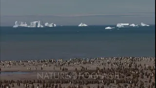 Wide Shot Of King Penguin Chicks On Beach, Icebergs In Background