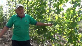 Внекорневые подкормки винограда в период созревания ягод и лозы