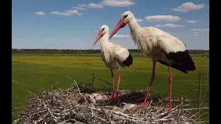 Как аисты всех обманули?