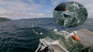 Salmon Gill Netting - Subsistence Fishing in Alaska