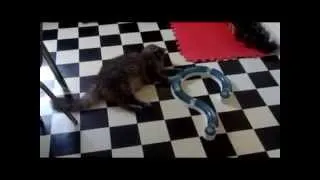 Maine Coon and Sphynx Using the Catit Senses Play Circuit 🐆