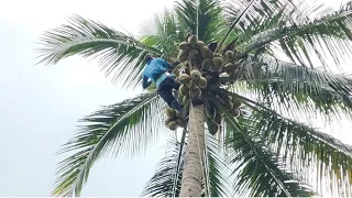 Cưa  những  cây  dừa  nghiêng  vào  nhà  cho  đại  gia  ở  lương  phi  .Cưa  cây  kỷ  thuật cao