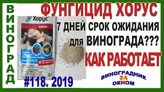 🍇 Неужели ПРАВДА? ХОРУС на винограде. 7 дней срок ожидания. Фунгицид по милдью, оидиуму и гнилям.