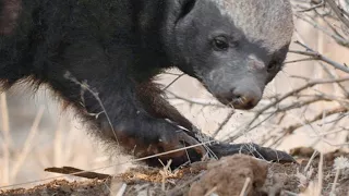 A Honey Badger Barrels Through a Sharp Thorn Tree for Lunch