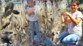 The girl spread a net on the lake and caught a lot of fish. Daily life fishing for Survival.