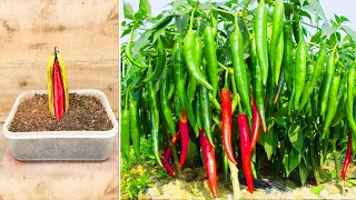 Growing chillies indoors plants from seeds -  Planting chili at home to fast growing trees