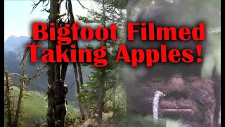 Bigfoot filmed taking apples. Sasquatch interacts with Todd Standing