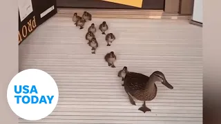 Mama duck gives birth to ducklings inside a Florida hospital |  USA TODAY
