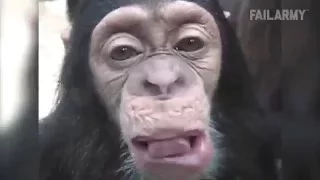 The Ultimate Funny Monkey Compilation    Monkey Fails by FunnyPolice