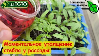 СТЕБЕЛЬ У РАССАДЫ ТОЛСТЫЙ КАК МИЗИНЕЦ! Рассада не падает и не вытягивается. Поливаю простым отваром.