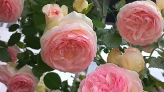 Как цветёт плетистая роза Пьер де Ронсар? Climbing rose Pierre de Ronsard bloom. (Eden rose )