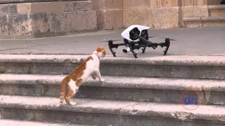 Cat vs Drone battle