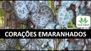 CORAÇÕES EMARANHADOS- Como cuidar e fazer mudas!