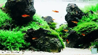 10 Gallon Shallow Aquarium 7 Months Old - Ultum Nature Systems 60S Planted Tank