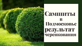 самшиты в подмосковье/как зимуют/черенкование